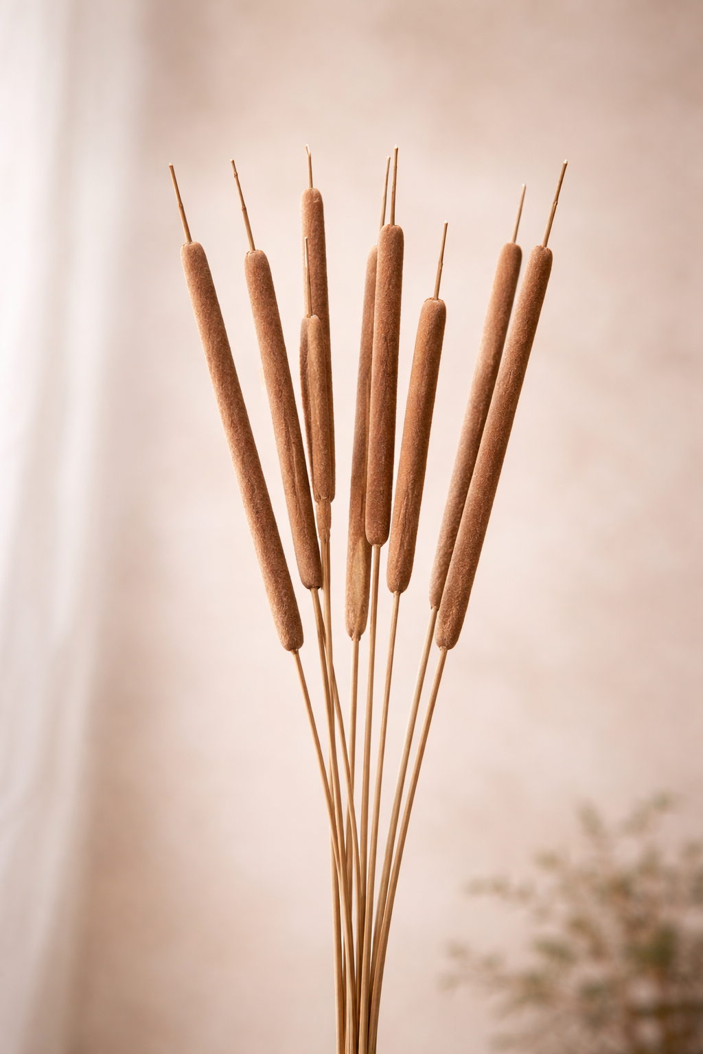 Brown Dried Reed Stems