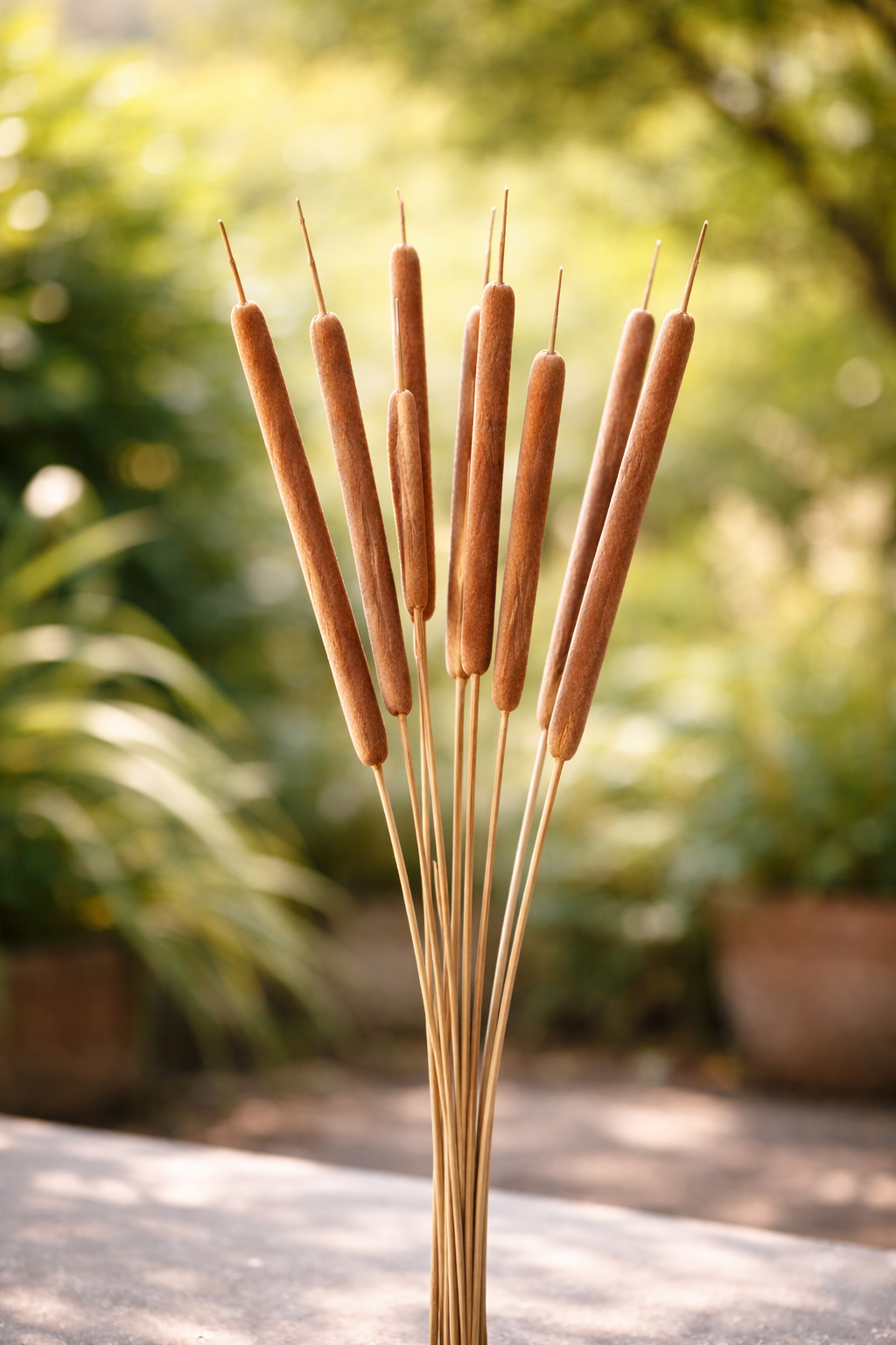 Brown Dried Reed Stems