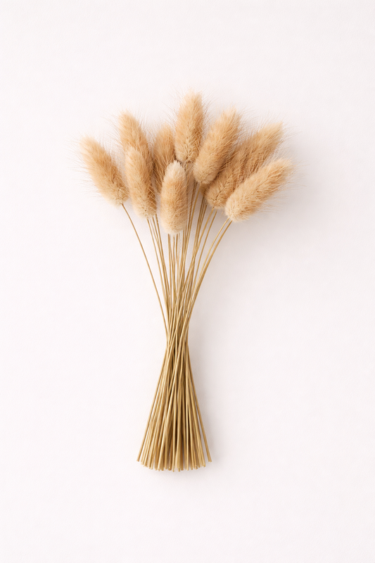 Beige Bunny Tail Grass – Dried Flowers